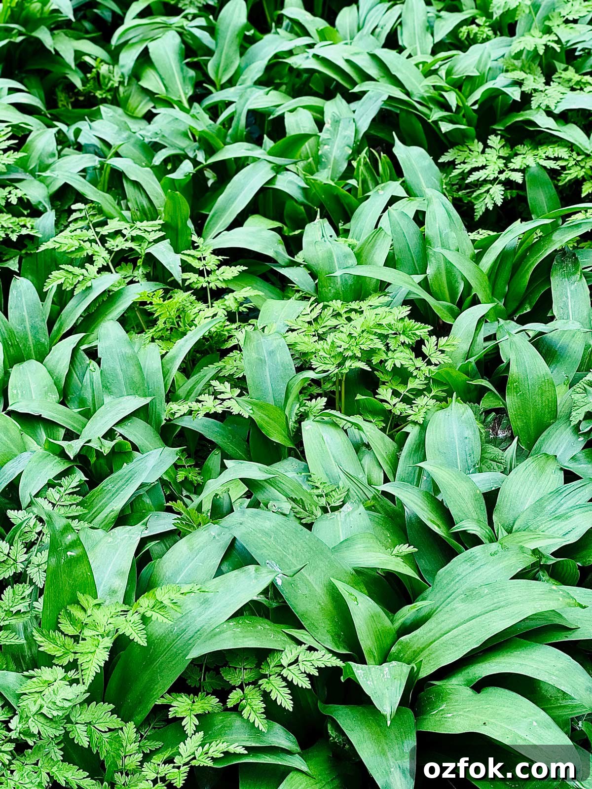 Wild Garlic and Nettle Soup Recipe: Creamy Spring Foraging Bowl 3 Wild garlic in natural habitat