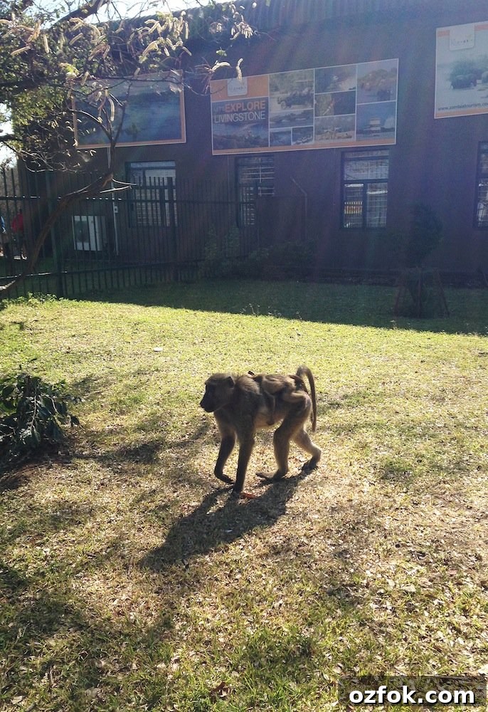 Farewell South Africa: Moving On and New Beginnings Abroad 2 img 3431 1