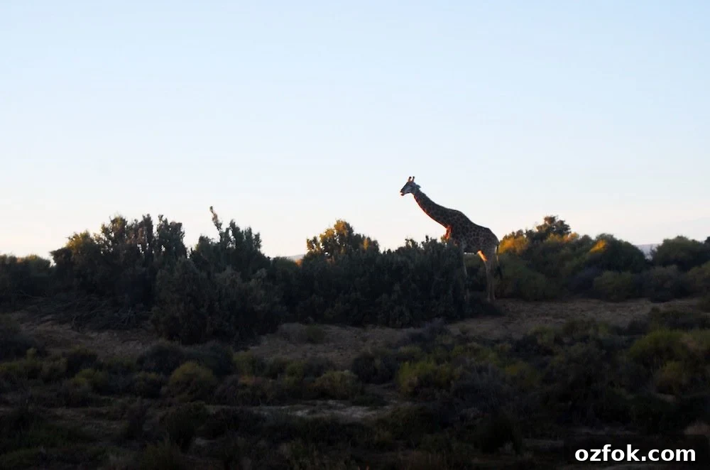 Farewell South Africa: Moving On and New Beginnings Abroad 16 giraffe 2