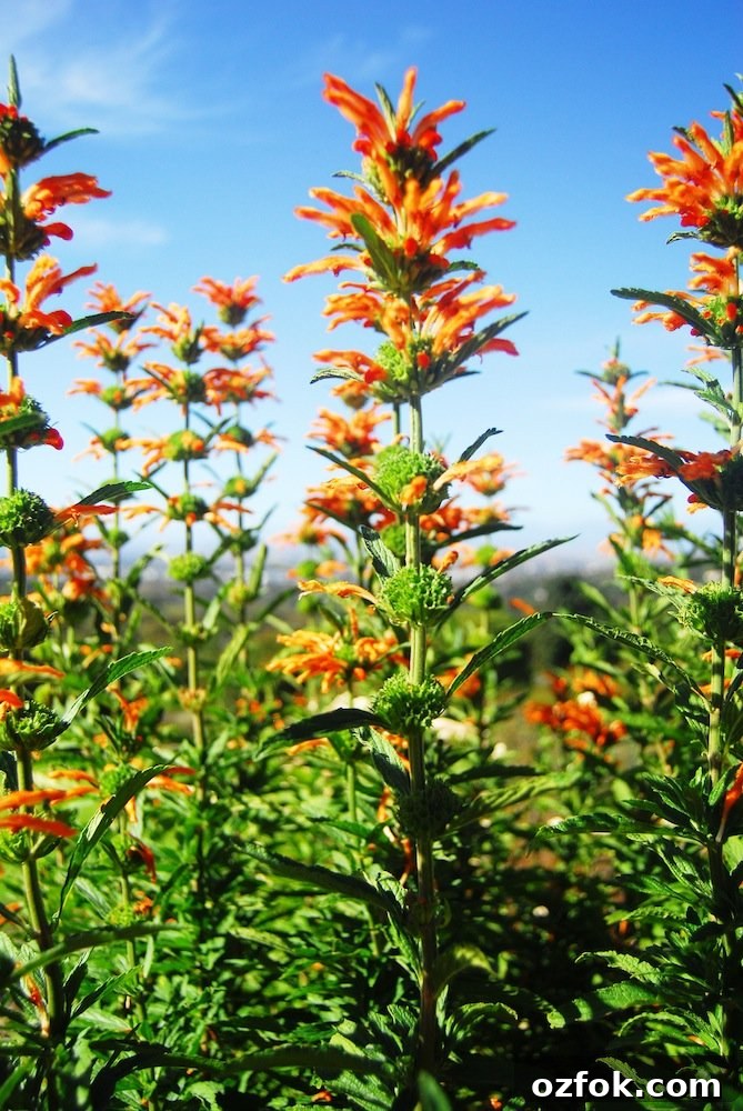 Farewell South Africa: Moving On and New Beginnings Abroad 23 orange flower 1