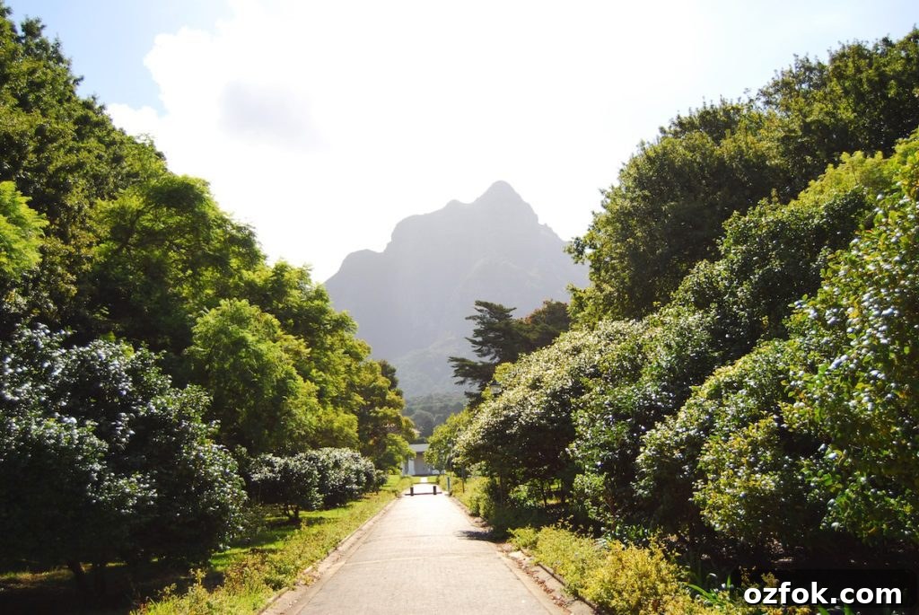 Farewell South Africa: Moving On and New Beginnings Abroad 24 path to upper