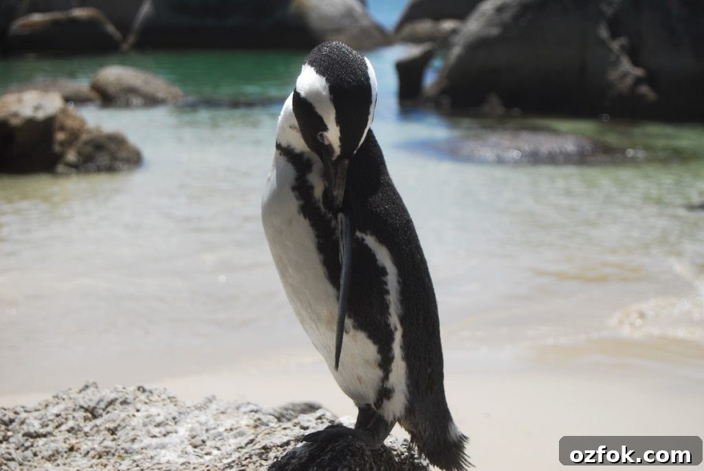 Farewell South Africa: Moving On and New Beginnings Abroad 25 penguin 1