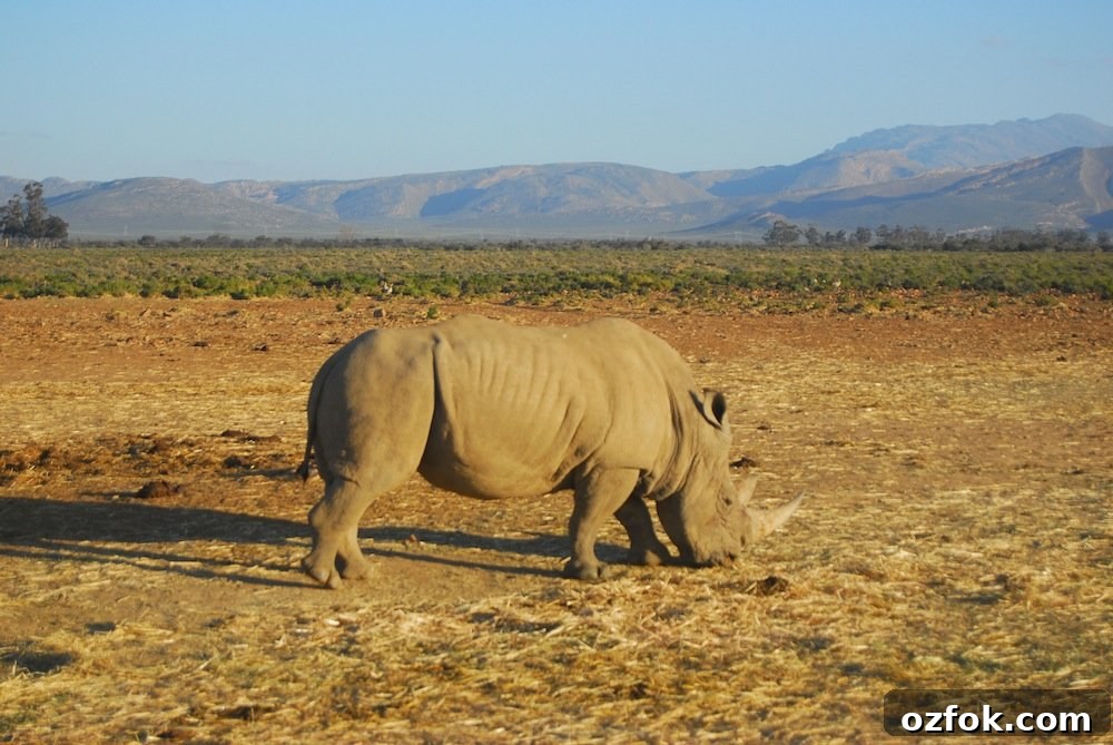 Farewell South Africa: Moving On and New Beginnings Abroad 27 rhino 2