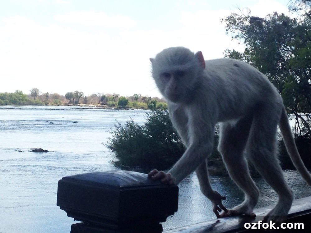 Farewell South Africa: Moving On and New Beginnings Abroad 28 royal-livingstone-monkey2