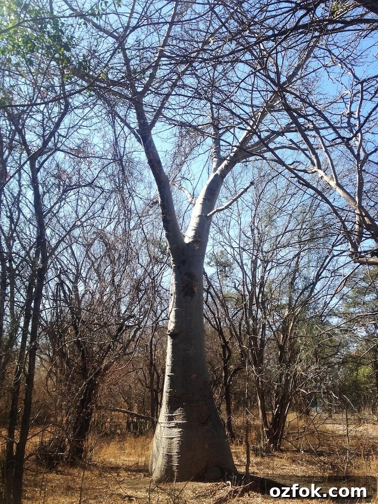 Farewell South Africa: Moving On and New Beginnings Abroad 6 boab-tree